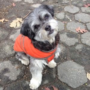 Meet your Posher, Sam